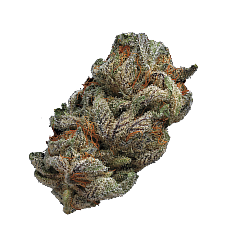 Flower buds